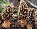 morelmushroomwildfoodism