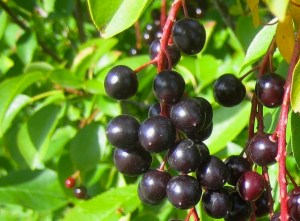 chokecherry