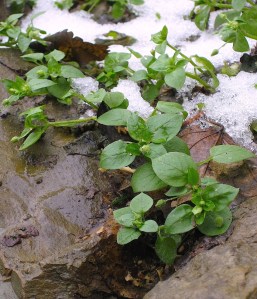 chickweedwinterwildfoodism
