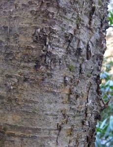 yellowbirchwildfoodism