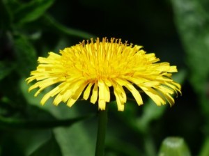 dandelionflowerwildfoodism