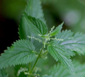 stingingnettlewildfoodism