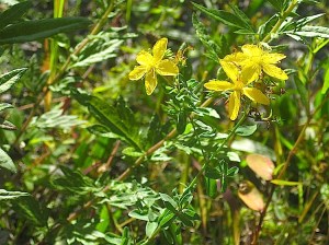 stjohnswort