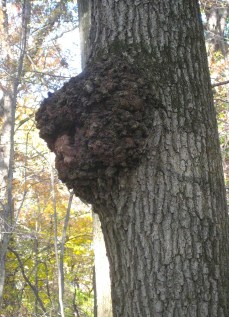 isthischagannowildfoodism