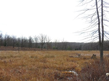 cranberrybogwildfoodism