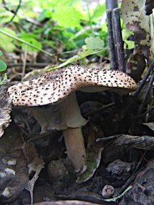 Lepiotaasperawildfoodism