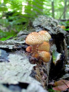 pholiotasquarrosawildfoodism