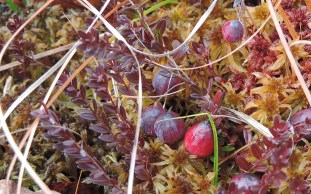 wildcranberrieswildfoodism