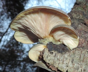 Panellusserotinus2017