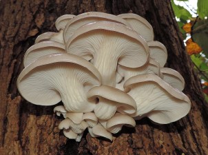Pleurotusostreatus2018-10