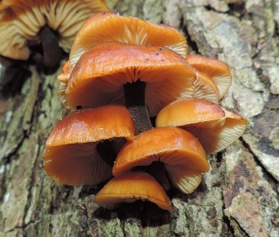 flamulinavelutipes2017