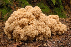 Sparassiscrispawildfoodism