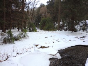 cookforestwinterwildfoodism