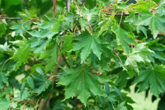 Acerokamotoanumwildfoodism