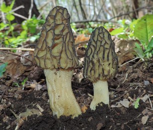 MorchellaAngusticeps2017