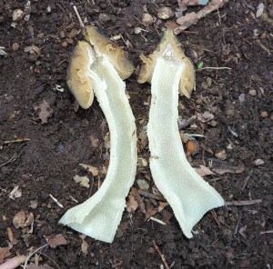 MorchellapunctipesInsideLearnYourLand