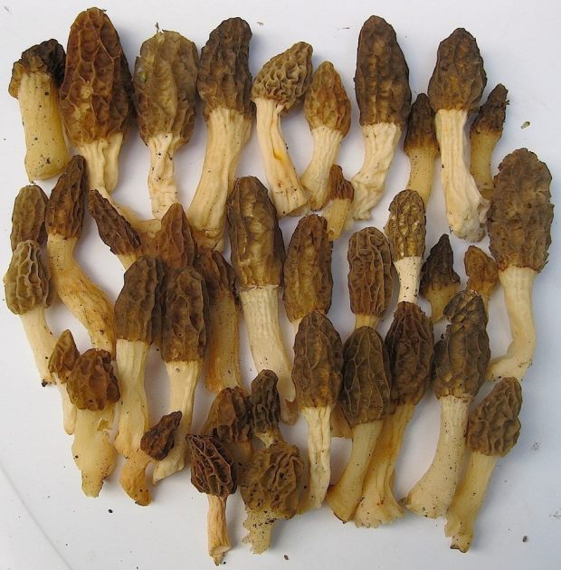 How To Find And Identify Morel Mushrooms | Wild Foodism