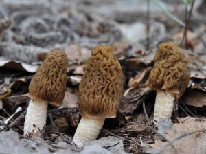 Verpabohemicawildfoodism